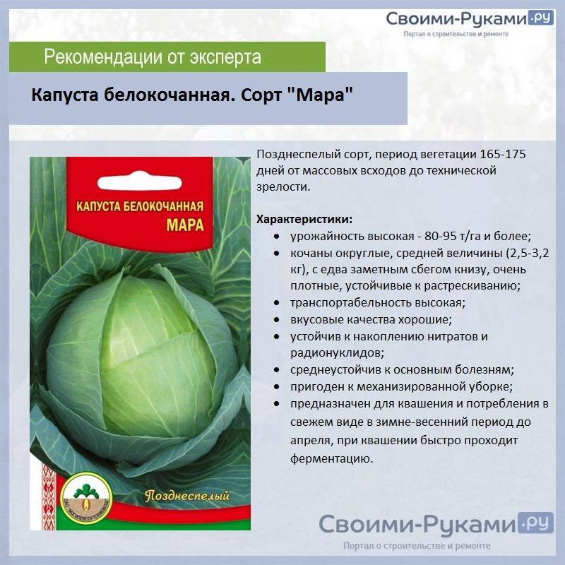 Лучшие сорта капусты для хранения | во саду и в огороде