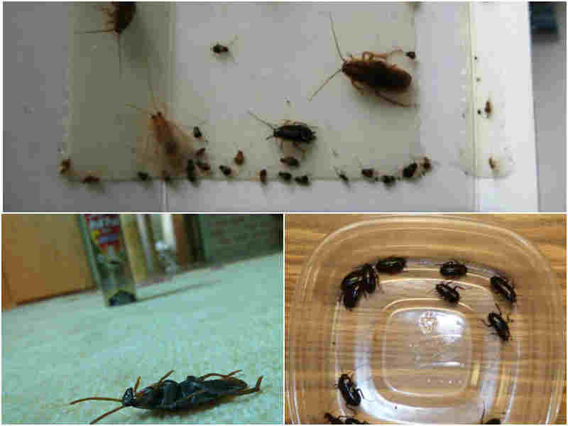 Как избавиться от черных больших тараканов в квартире
