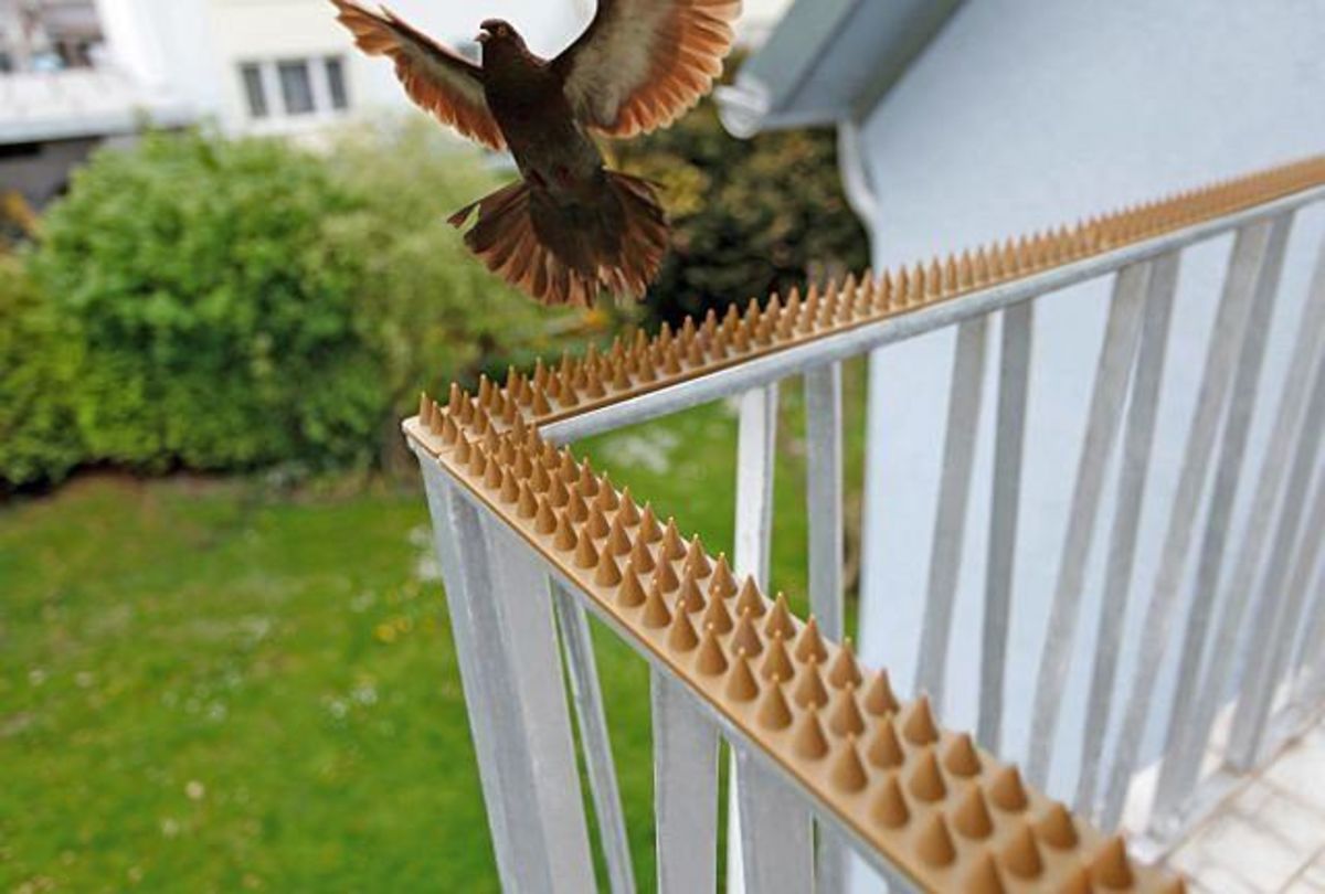 Как избавиться от голубей на подоконнике или балконе? народные средства и специальные приборы