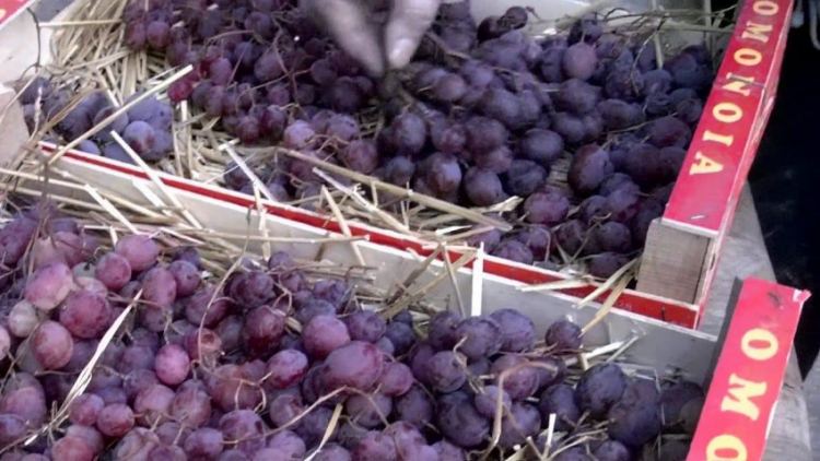 Где и как хранить виноград в домашних условиях