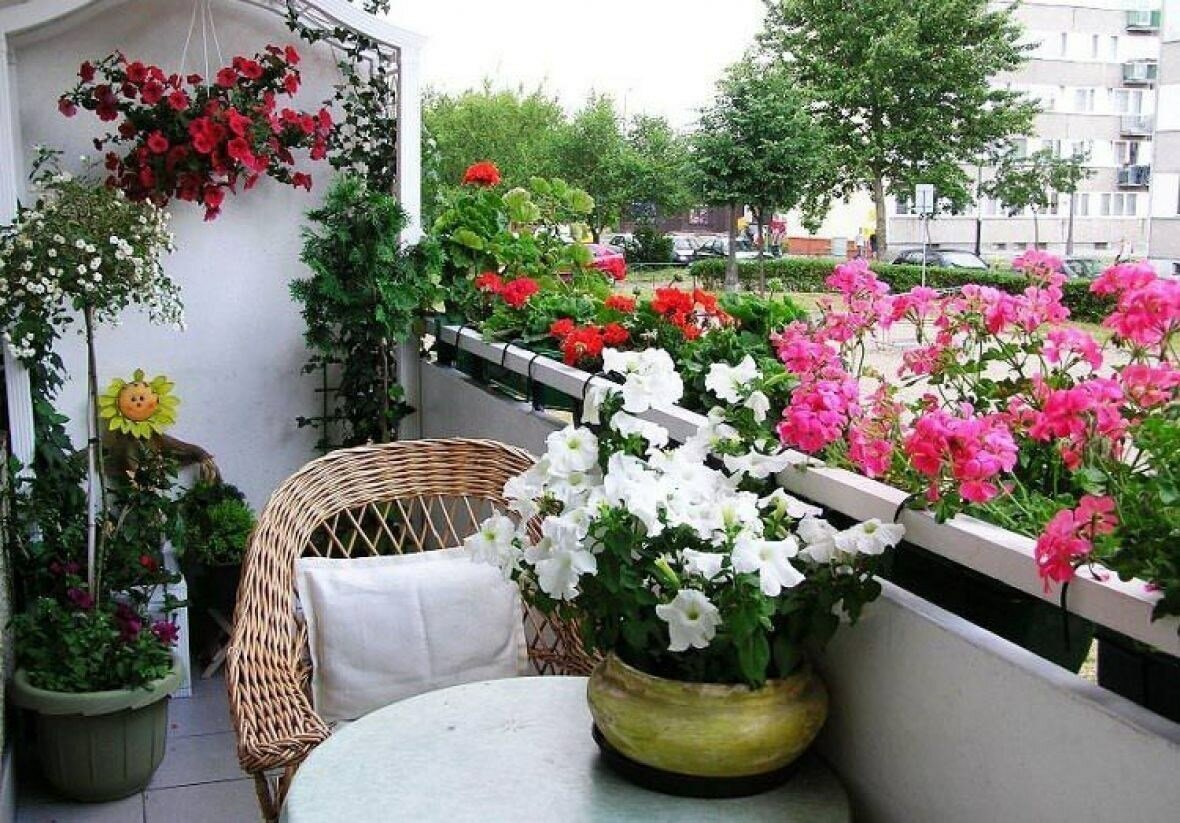 Цветы на балконе для выращивания круглый год, 47 фото идей цветов для зимнего сада лоджии, правила озеленения