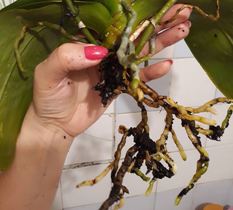 Боремся с мелкими вредителями — как избавиться от мошек в орхидеях?