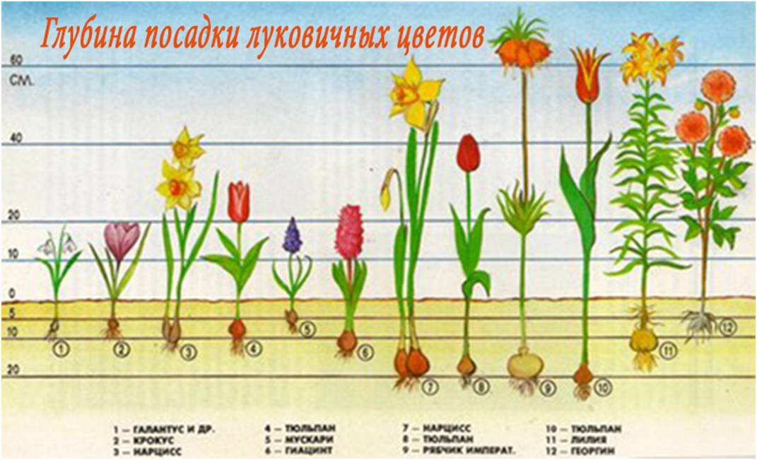 Луковичные клумбы ранюнкулусы анемоны нарциссы Крокус