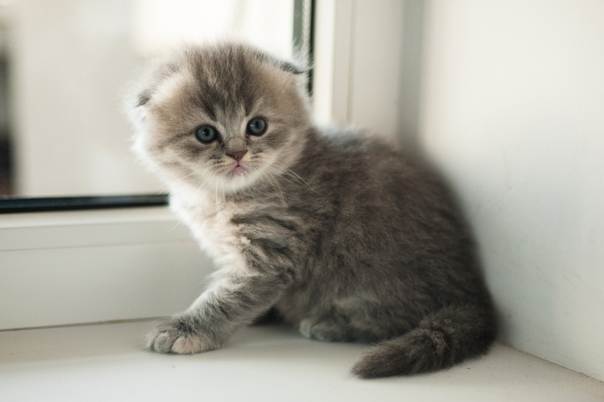 Красивые клички для кошек шотландской породы  - mimer.ru