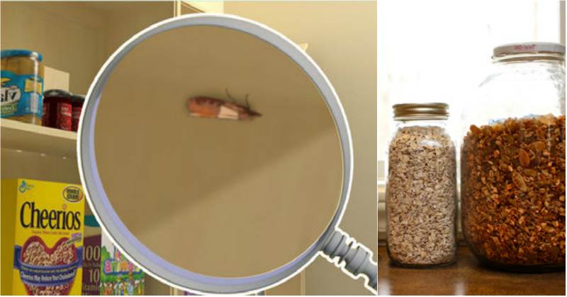 Как избавиться от моли пищевой в квартире: моль и личинки в крупах, продуктах