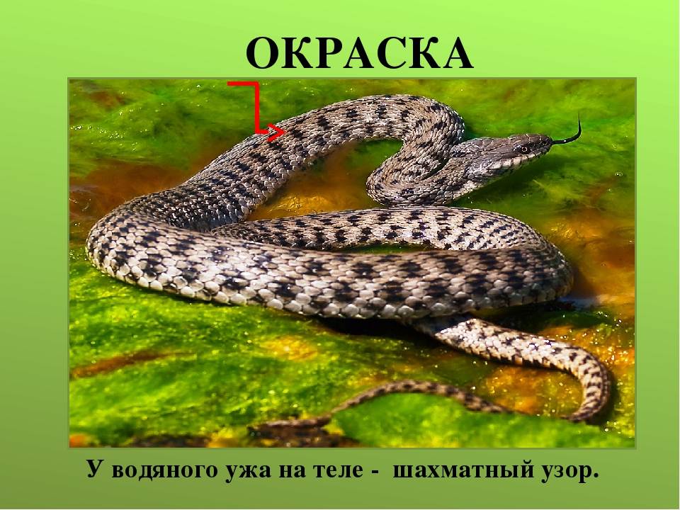 Отличие водяного ужа от гадюки фото