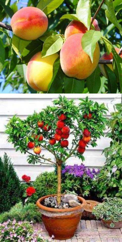 Как вырастить персик из косточки? — ботаничка.ru