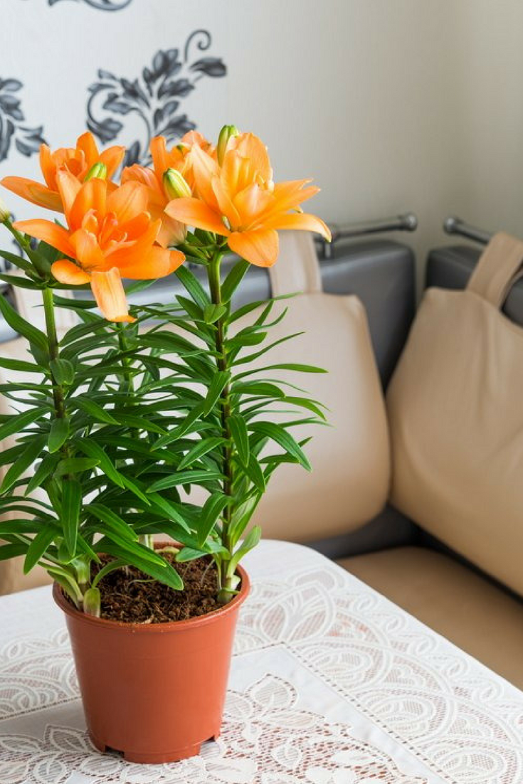 Садовые лилии — как выращивать в комнатах?