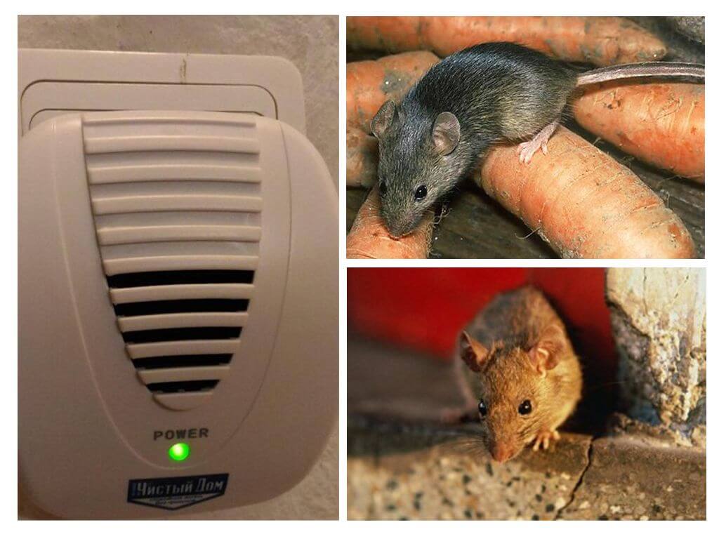 Эффективное средство от мышей в домашних условиях