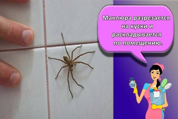 Как избавиться от пауков в доме - wikihow