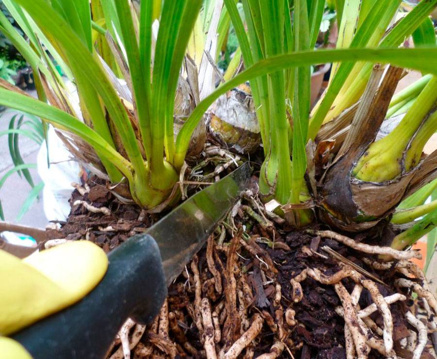 Правила посадки и ухода за орхидеей Мильтония в домашних условиях, методы размножения