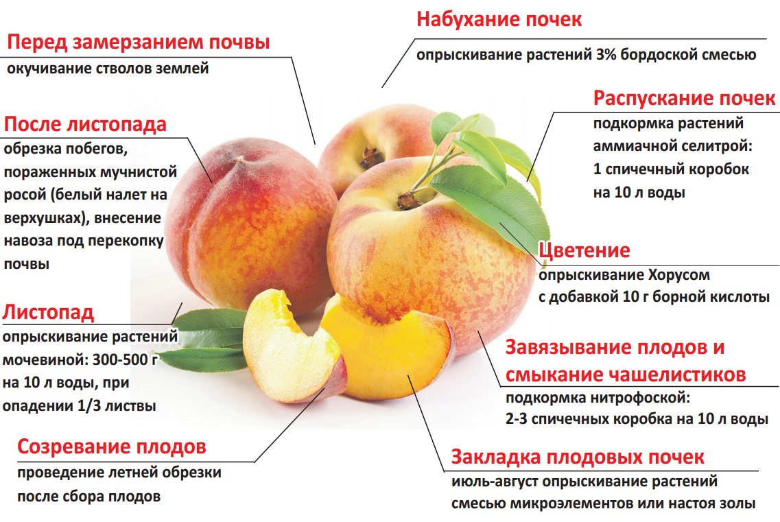 Как хранить персики — условия и правила | что и как хранить