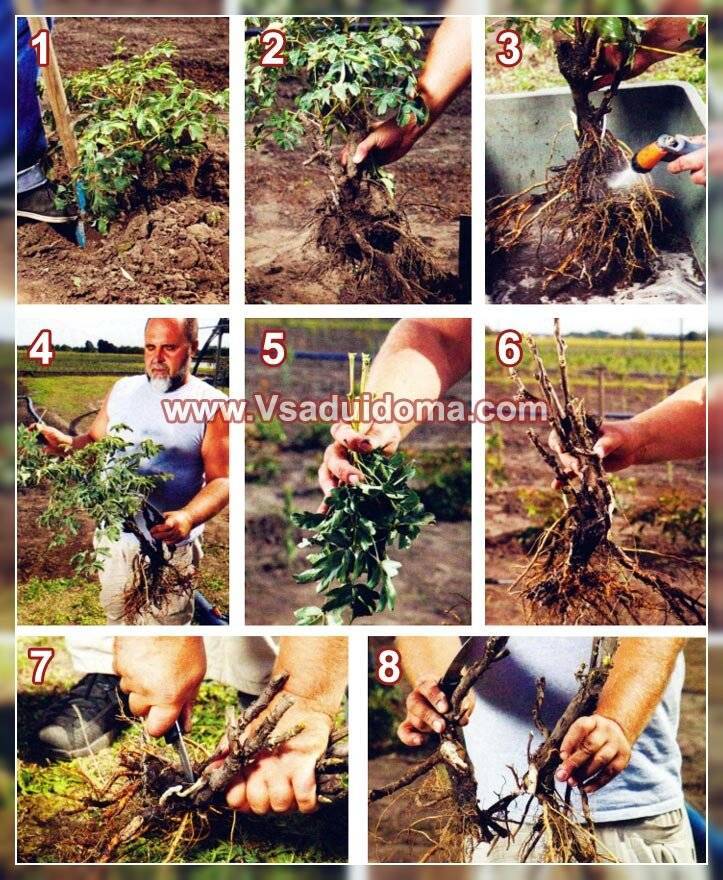 Пионы: посадка и уход в открытом грунте, выращивание и сочетание в ландшафтном дизайне, фото, размножение сорта