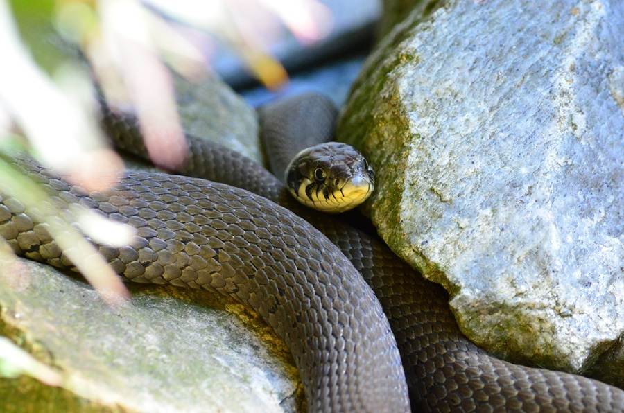 Чего боятся змеи и как от них избавиться в доме. как избавиться от всех змей в доме | дачная жизнь
