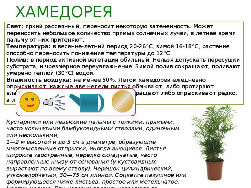 Правила ухода за фикусом в домашних условиях. что любит комнатное растение?