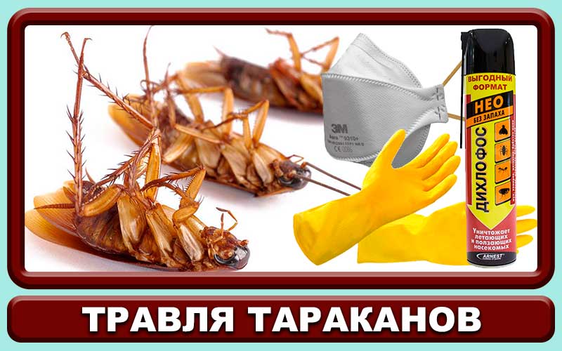 Дихлофос от тараканов: правила обработки квартиры, отзывы, инструкция по применению