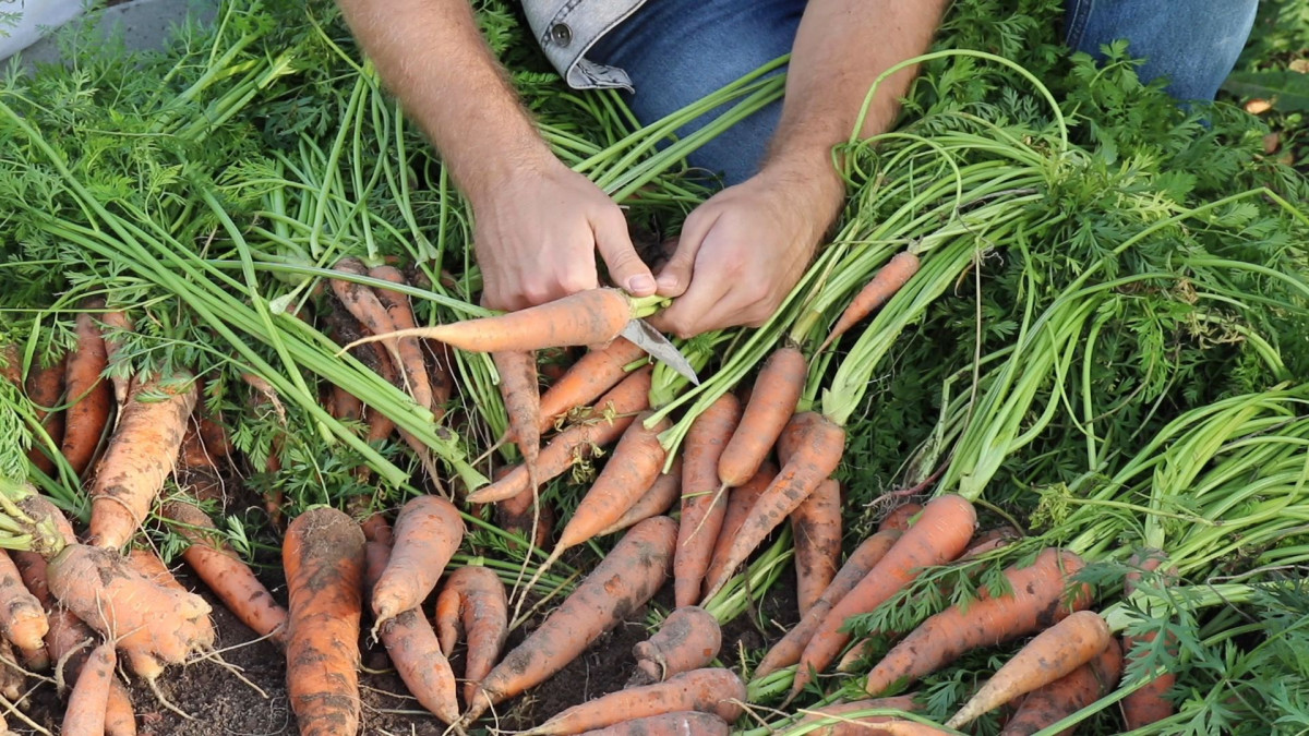 Когда убирать морковь с грядки на хранение по регионам