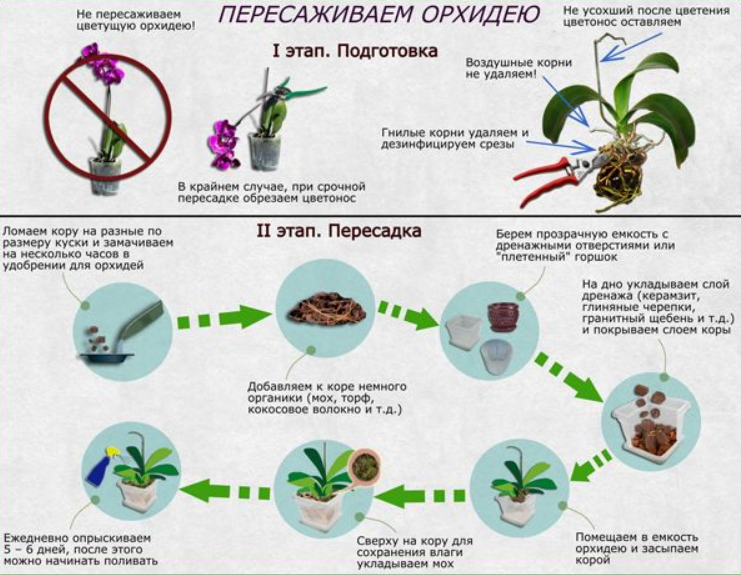 Инструкция растений. Пересадка орхидеи в другой горшок. Как пересадить орхидею в домашних условиях. Орхидея пересадка и уход в домашних условиях. Пересадка орхидеи в домашних условиях после цветения.