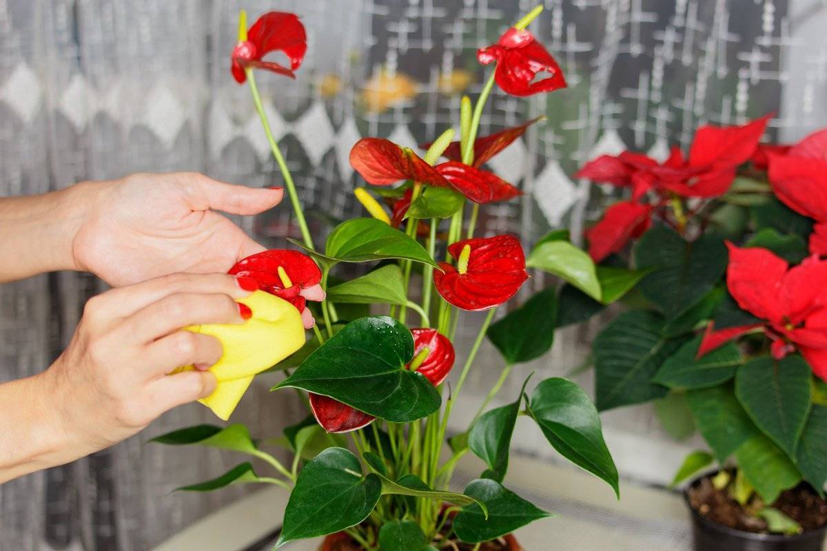 Антуриум цветок уход в домашних условиях фото