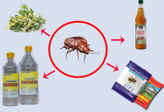 Как избавиться от блох в доме быстро в домашних условиях: инсектициды и народные средства