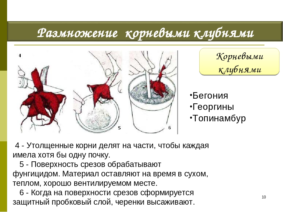 Вегетативное размножение листом