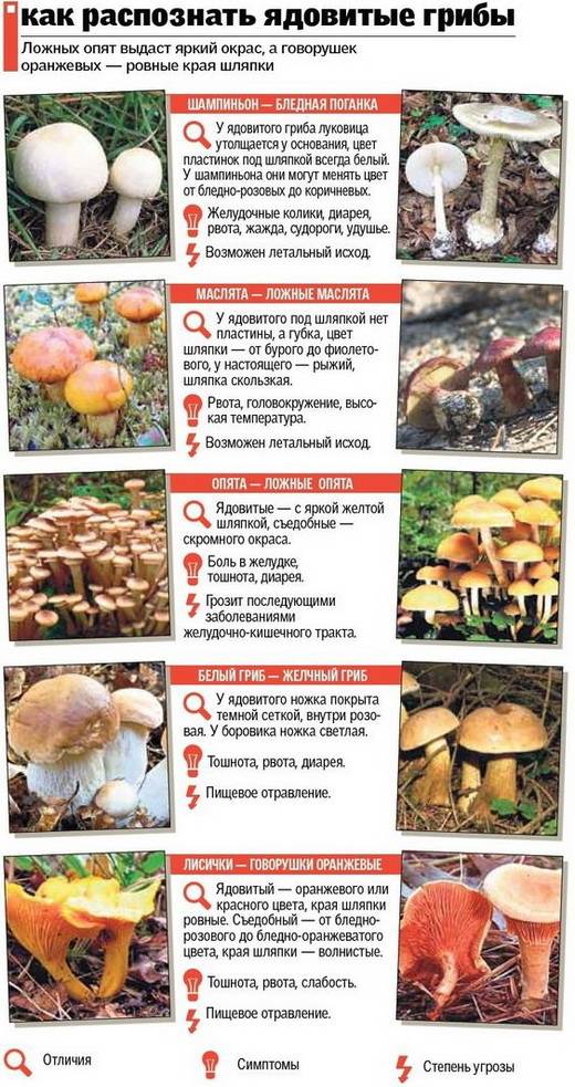 Как выглядят опята: съедобные и несъедобные, фото, с кем можно спутать, описание гриба, когда начинают расти