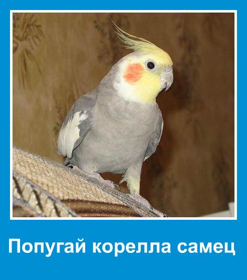 Попугай корелла: как отличить самца от самки по внешним признакам и поведению