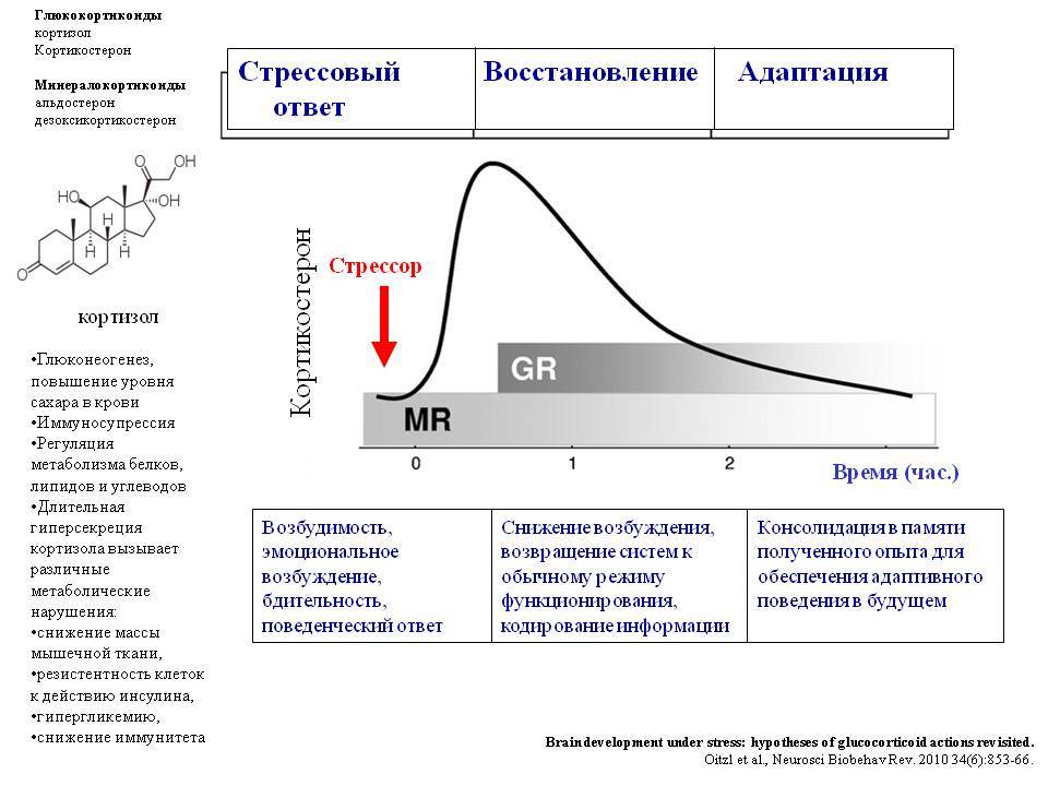 Чем снизить уровень кортизола у женщин препараты схема