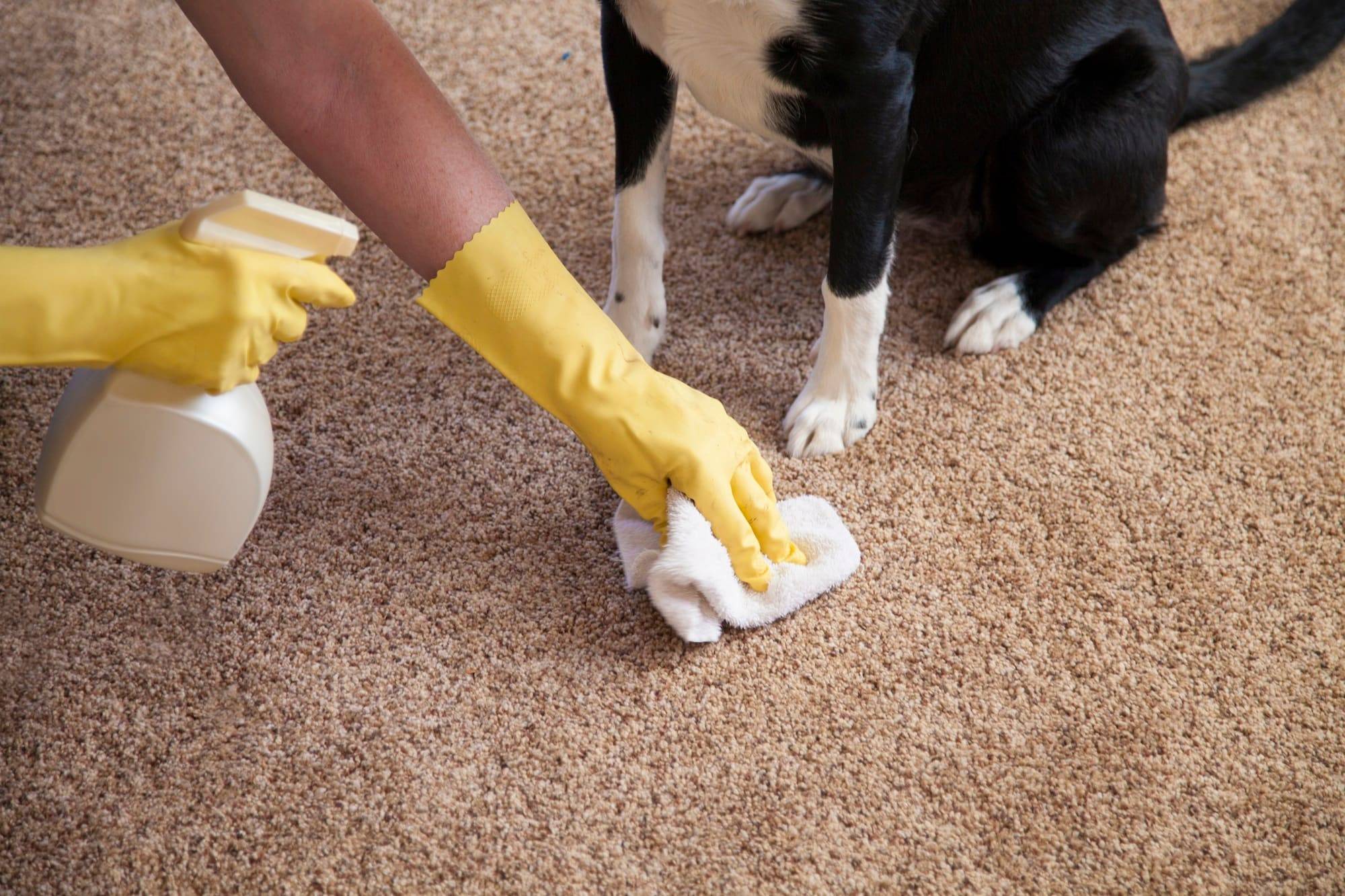 Как очистить ковер от шерсти кота или собаки без пылесоса?