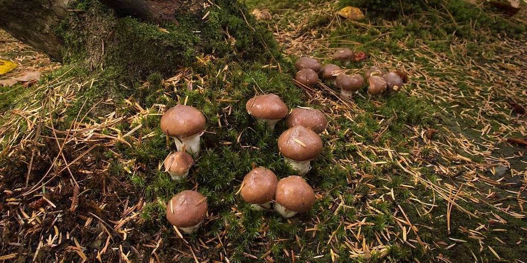 Когда собирать грибы после дождя. рост грибов разных видов