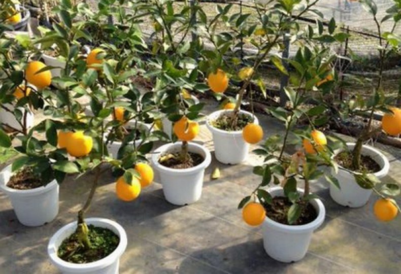 Выращивание в домашних условиях апельсинового дерева из косточки и дальнейший уход за ним