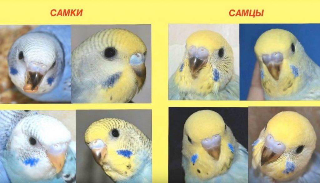 Волнистый попугай: как отличить самца от самки и выбрать здорового говорящего попугая + фото