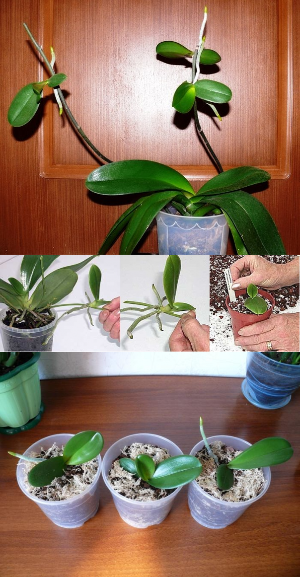 Орхидея: как вырастить роскошный цветок из тропиков своими руками