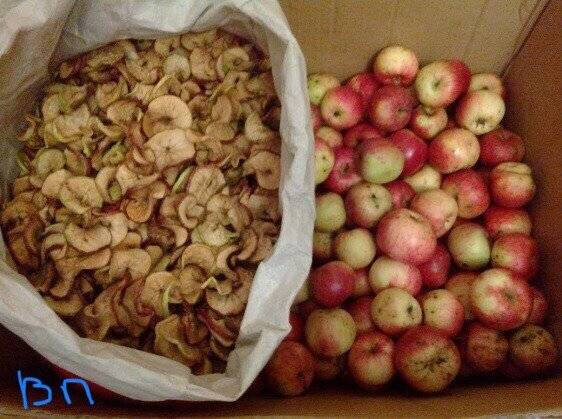 Где и как правильно хранить сушеные яблоки в домашних условиях