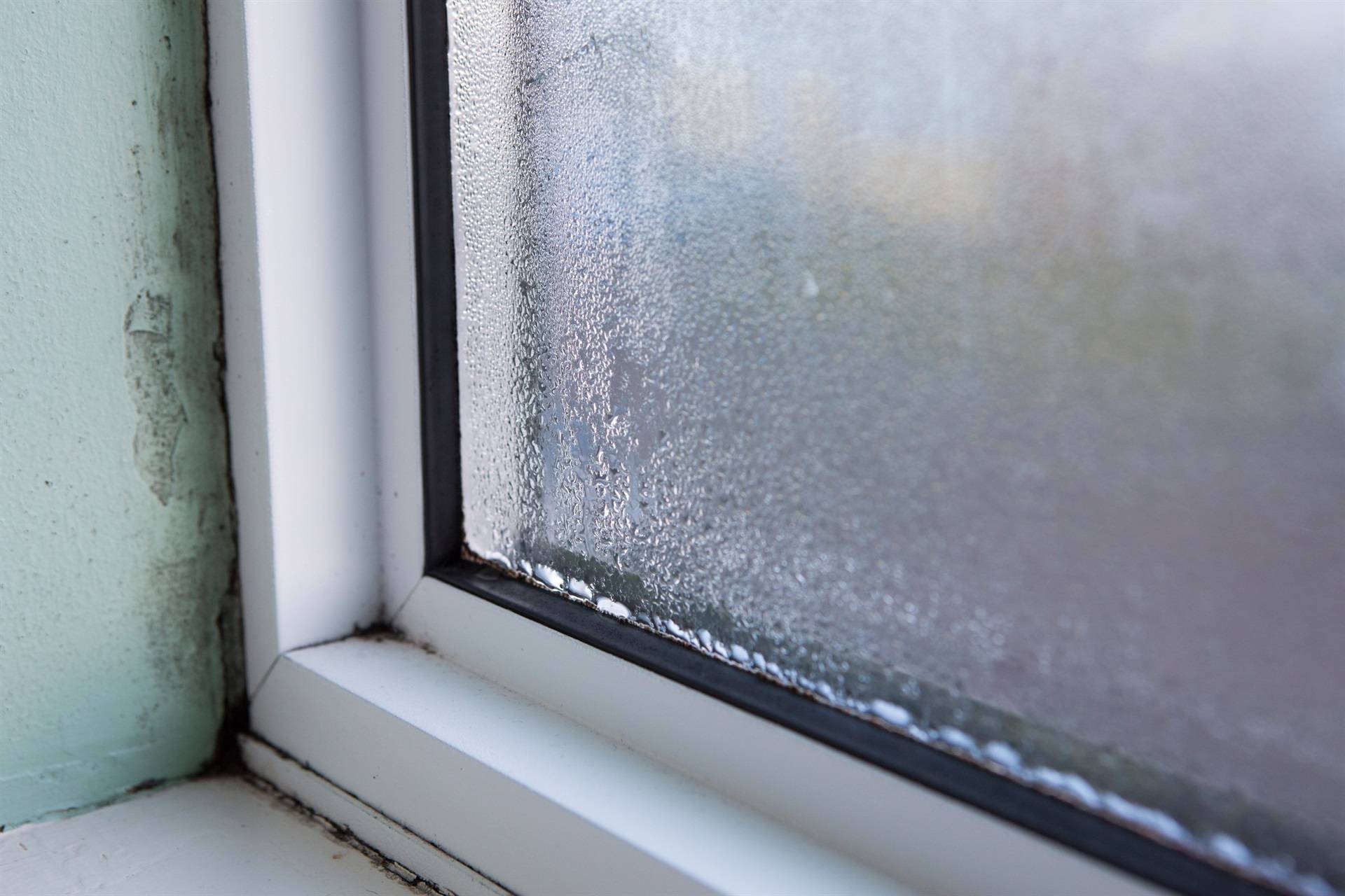 Как избавиться от плесени на окнах: обзор эффективных методов