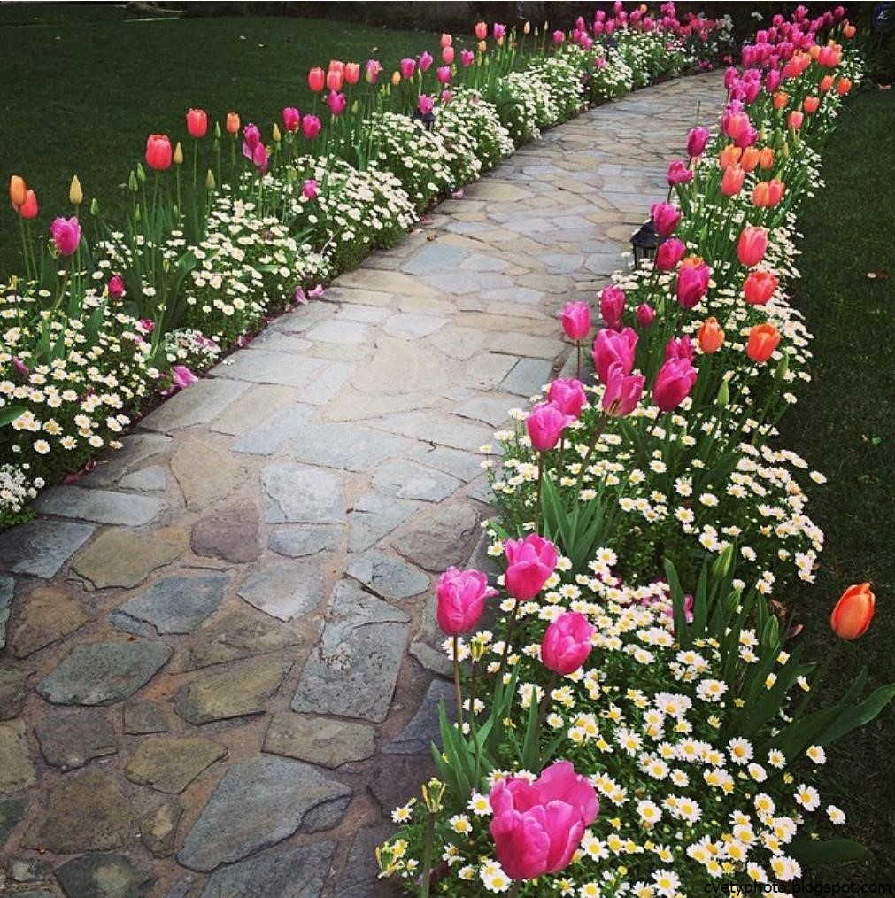 Клумба вдоль дорожки: какие многолетние цветы посадить, чтобы цвели все лето, оформление бордюра на даче, дизайн
 - 12 фото