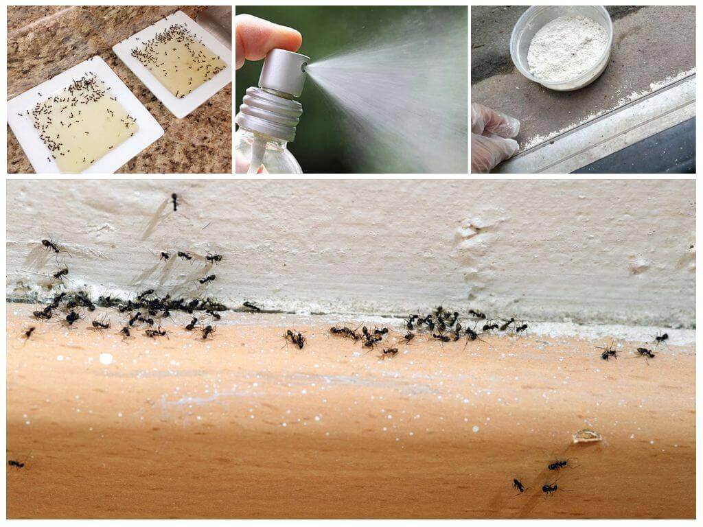 Как избавиться от домашних муравьев в квартире народными способами и покупными средствами. как вывести муравьев из дома и во дворе: самое полное руководство