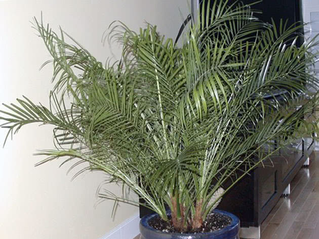 Финиковая пальма: выращивание из косточки в домашних условиях и дальнейший уход за растением
