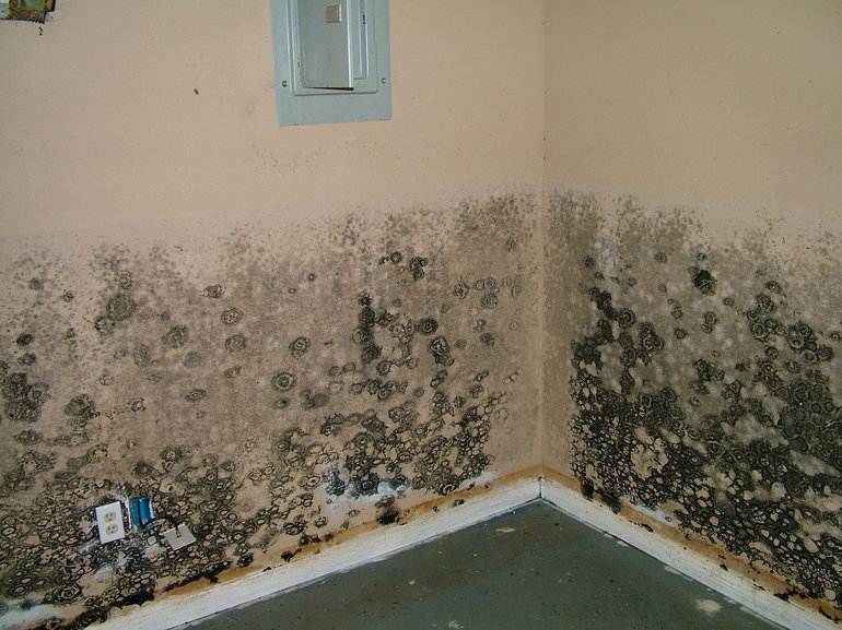 Как вывести плесень со стены в квартире | советы и рекомендации от специалистов