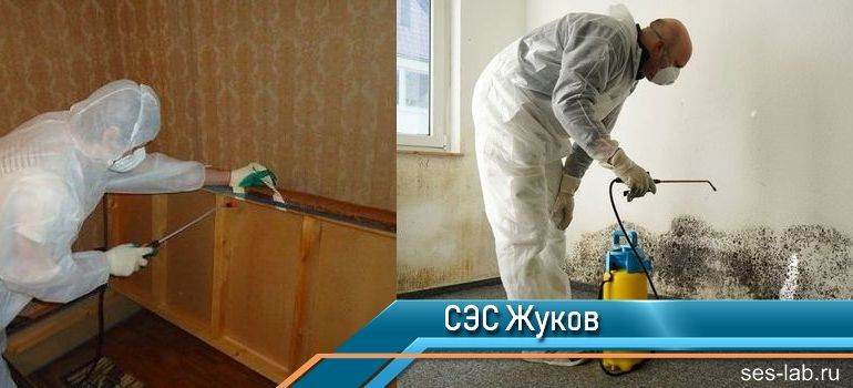 Услуги сэс: как происходит санобработка от клопов