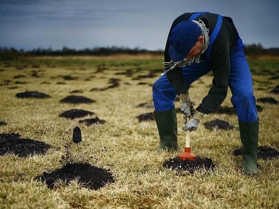 Как избавиться от кротов на участке: проверенные способы