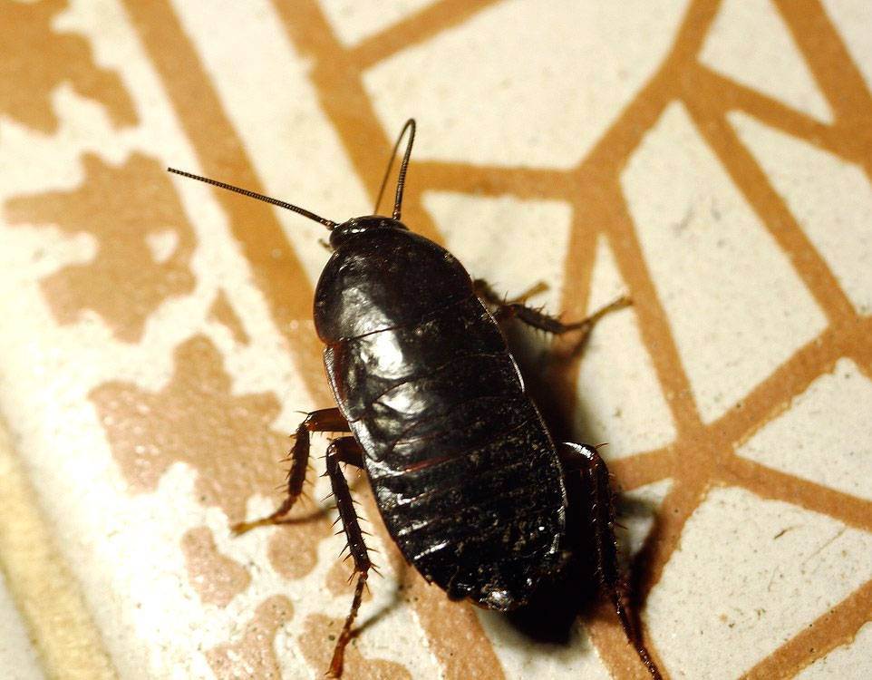 Как избавиться от черных тараканов в домашних условиях. черный таракан: какие бывают и откуда берутся