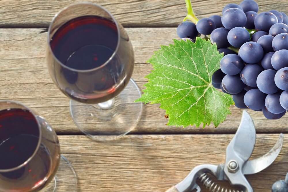 Домашнее вино из винограда - пошаговый рецепт
домашнее вино из винограда - пошаговый рецепт