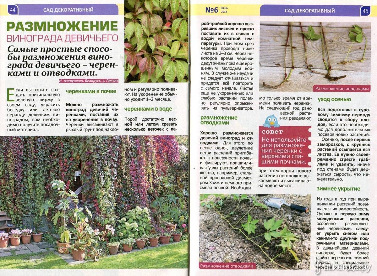 Девичий виноград. посадка, размножение, уход, сорта, фото на supersadovnik.ru