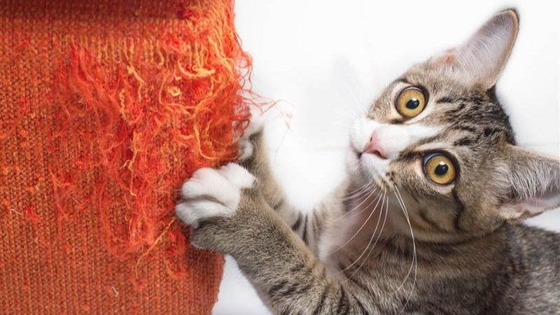 Как отучить кошку драть обои и мебель: советы и рекомендации экспертов