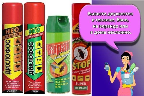 Насекомые двухвостка и уховертка: что едят и чего бояться, как размножаются, как избавиться в частном доме, в теплице, на даче, квартире