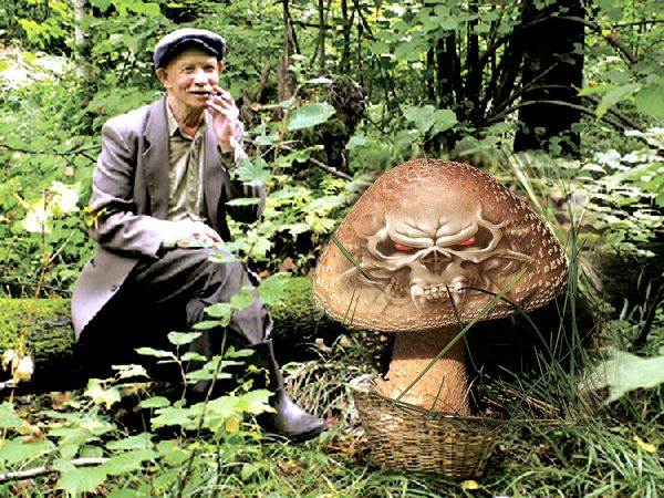 За какое время вырастает гриб. грибы после дождя | дачная жизнь
