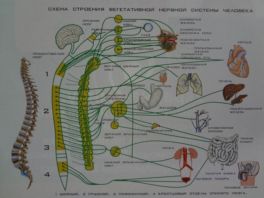 Карта нервных окончаний