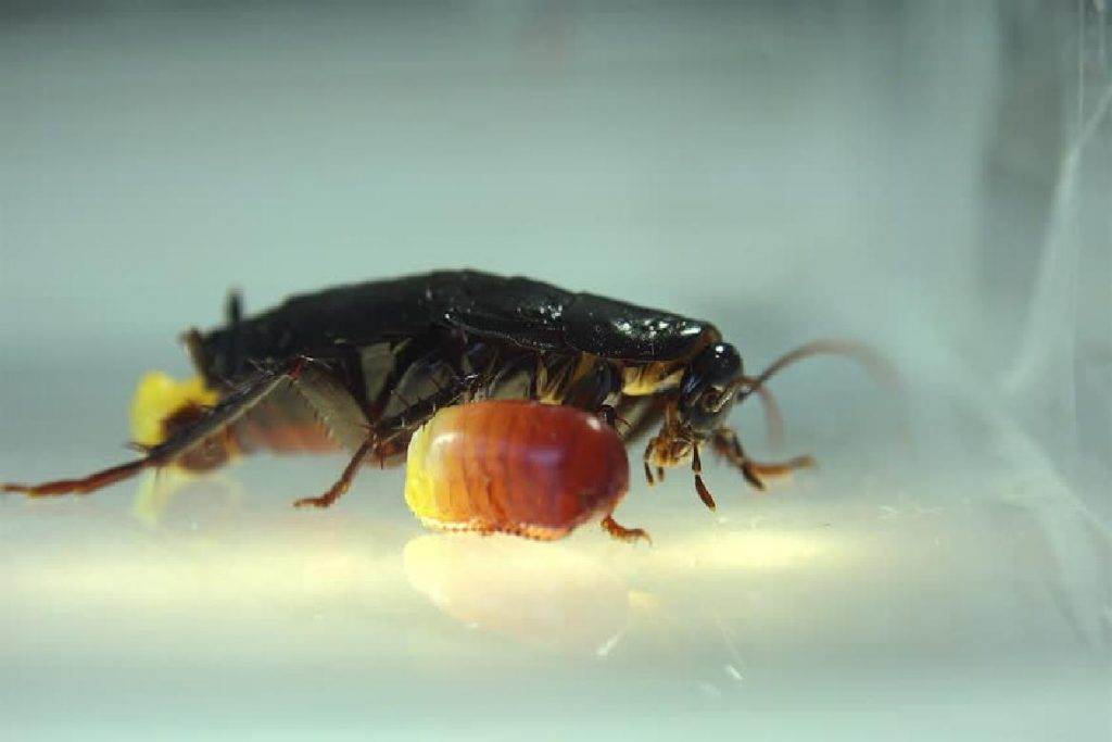 Чёрные тараканы в квартире — откуда пришли и как от них избавиться