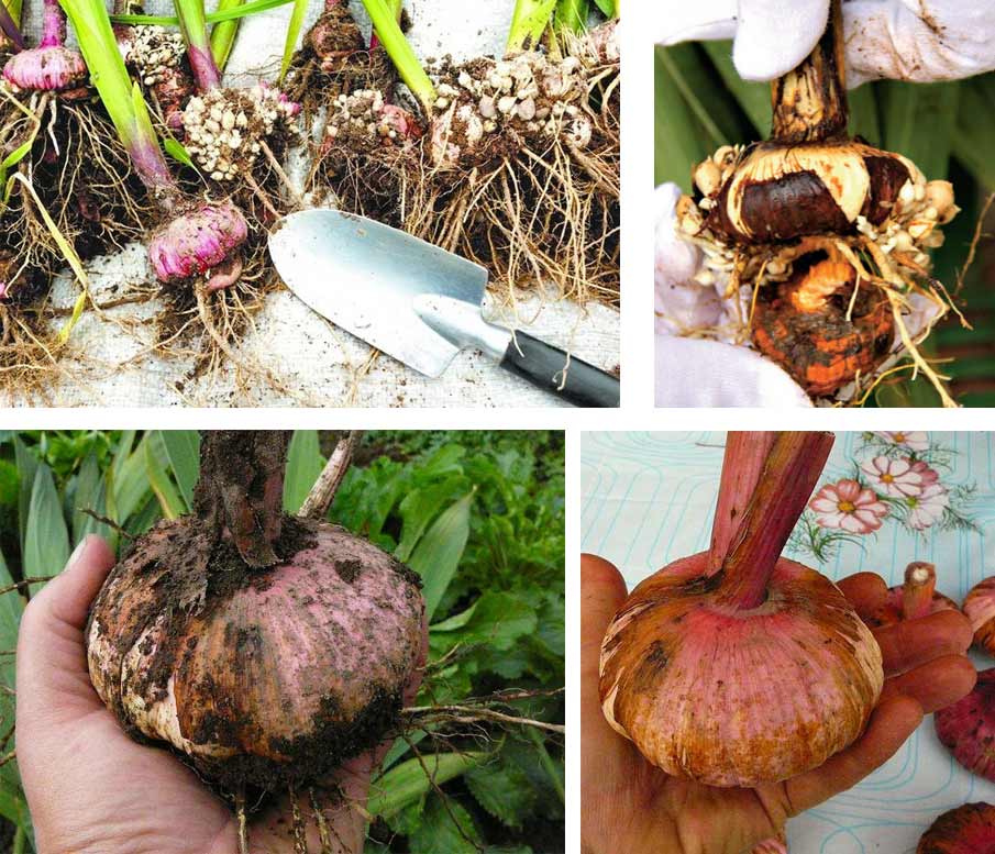 Подготовка гладиолусов к посадке весной: сроки проращивания, как чистить луковицы